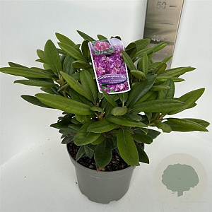 Rhododendron (Y) 'Bohlken's L.berg' 30-40 cm 5,0L