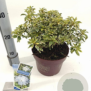 Rhododendron Enc.Autumn Moonstruck 25-30 cm 3,0L