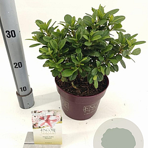 Rhododendron Enc. Autumn Starburst 25-30 cm 3,0L