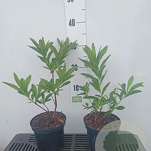 Rhododendron (AM) 'Fr.van der Bom' 20-30 cm 2,0L