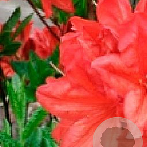 Rhododendron (AM) 'Mrs P. Koster' 20-30 cm 2,0L