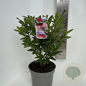 Rhododendron 'Nabucco' 40-50 cm 5,0L