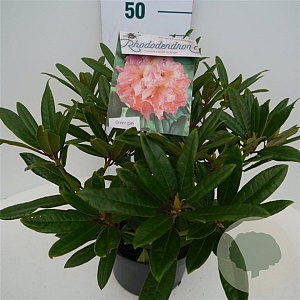Rhododendron 'Tortoiseshell Orange' 30-40 cm 5,0L