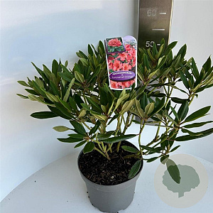 Rhododendron 'Tortoiseshell Orange' 30-40 cm 5,0L