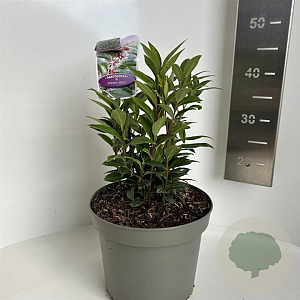 Sarcococca h. Winter Gem 25-30 cm 5,0L