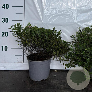 Spiraea jap. 'Little Princess' 30-40 cm 2,0L