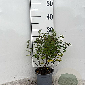 Spiraea jap. 'Manon' 20-25 cm C1.3