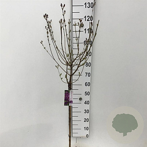 Syringa Dark Purple 60 cm stam 5,0L