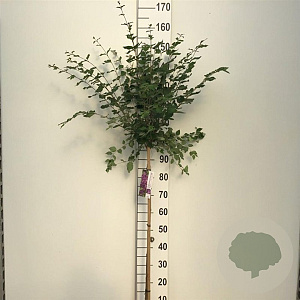 Syringa Dark Purple 90 cm stam 7,5L