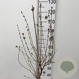 Syringa 'Josée' 60 cm stam 5,0L