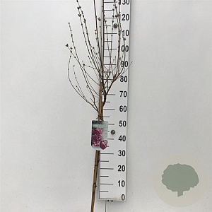 Syringa 'Josée' 60 cm stam 5,0L