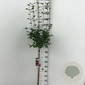 Syringa 'Josée' 90 cm stam 7,5L