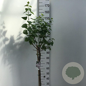 Syringa v. 'Lila Wonder' 90 cm stam 10L