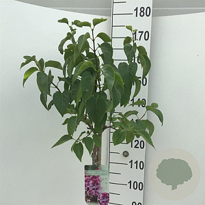 Syringa v. 'Michel Buchner' 120 cm stam 10L