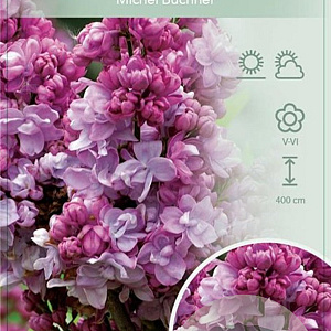Syringa v. 'Michel Buchner' 120 cm stam 10L