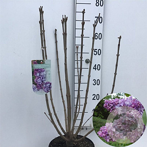 Syringa v. 'Nadezhda' 60-80 cm 7,5L