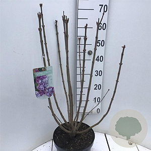 Syringa v. 'Nadezhda' 60-80 cm 7,5L