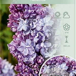 Syringa v. 'Nadezhda' 60-80 cm 7,5L