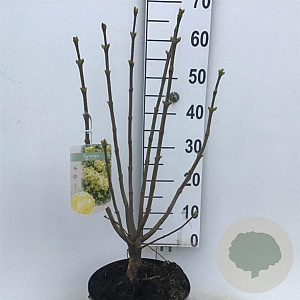 Syringa v. 'Primrose' 60-80 cm 7,5L