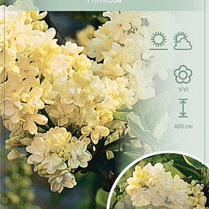 Syringa v. 'Primrose' 120 cm stam 7,5L