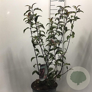 Viburnum bodn. 'Dawn' 80-100 cm 12L