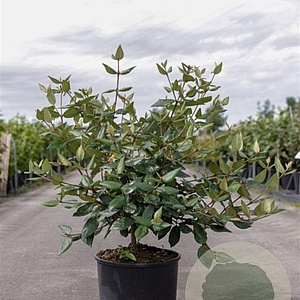Viburnum burkwoodii 80-100 cm 12L