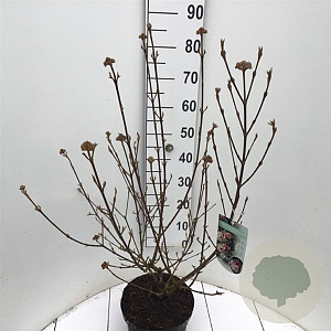 Viburnum burkw. 'Anne Russell' 60-80 cm 7,5L