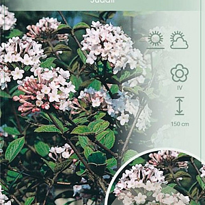 Viburnum carlesii 'Juddii' 40-50 cm 5,0L