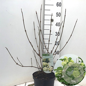 Viburnum plic. 'Grandiflorum' 40-50 cm 4,0L
