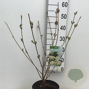 Viburnum plic. 'Grandiflorum' 40-50 cm 4,0L