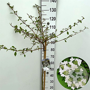 Viburnum plic. Kilimandjaro 90 cm stam 7,5L
