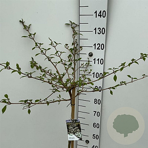 Viburnum plic. Kilimandjaro 90 cm stam 7,5L