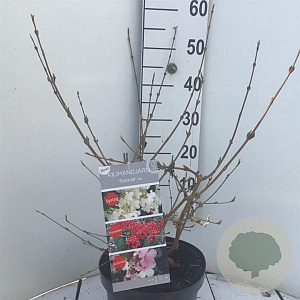 Viburnum plic. Kilimandjaro Sunrise 50-60 cm 7,5L