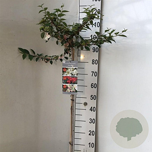 Viburnum plic. Kilimandjaro Sunrise 90 cm stam 7,5L