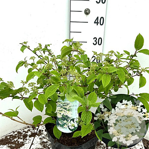 Viburnum plic. 'Mariesii' 50-60 cm 7,5L