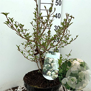 Viburnum plic. 'Newport' 40-50 cm 7,5L