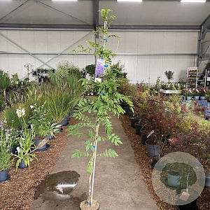 Wisteria sinensis 'Prolific' 175-200 cm 5,0L met stok
