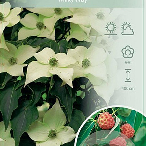 Cornus k. 'Milky Way' 60-80 cm 7,5L