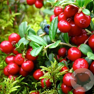 Vaccinium vitis-id. 'Red Candy' 12-15 cm P12