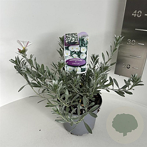 Convolvulus cneorum 10-15 cm 2,0L