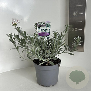 Convolvulus cneorum 10-15 cm 2,0L