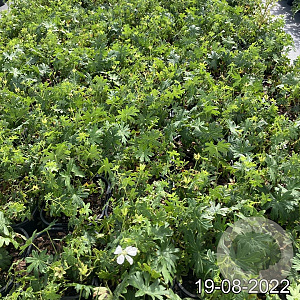 Geranium sang. 'Album' GM 2,0L