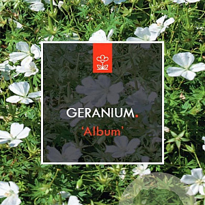 Geranium sang. 'Album' GM 2,0L