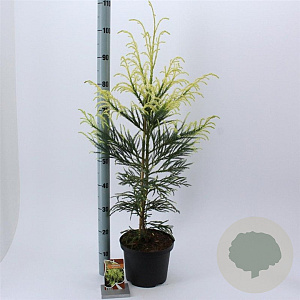 Cryptomeria j. 'Barabits Gold' 60-80 cm 5,0L