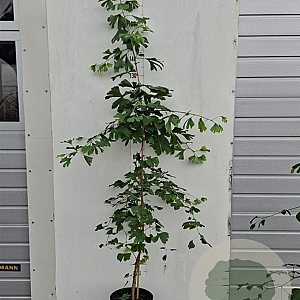 Ginkgo biloba 150-175 cm 7,5L gebonden vertakt