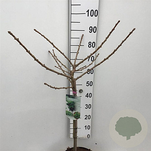 Ginkgo bil. 'Mariken' 60 cm stam 7,5L