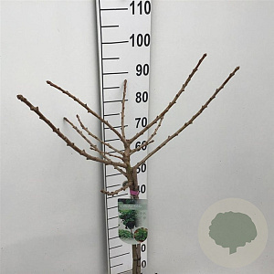 Ginkgo bil. 'Mariken' 60 cm stam 7,5L