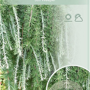 Larix kaempf. 'Stiff Weeper' 60 cm stam 5,0L