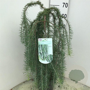 Larix kaempf. 'Stiff Weeper' 60 cm stam 5,0L