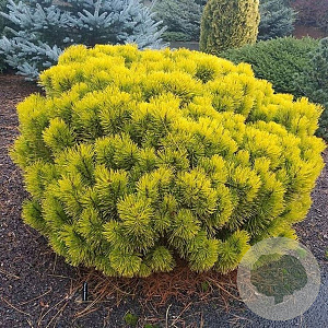 Pinus sylv. 'Wintergold' 25-30 cm met kluit